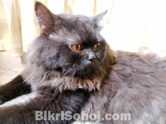 Full black Orange Red eye Persian cat